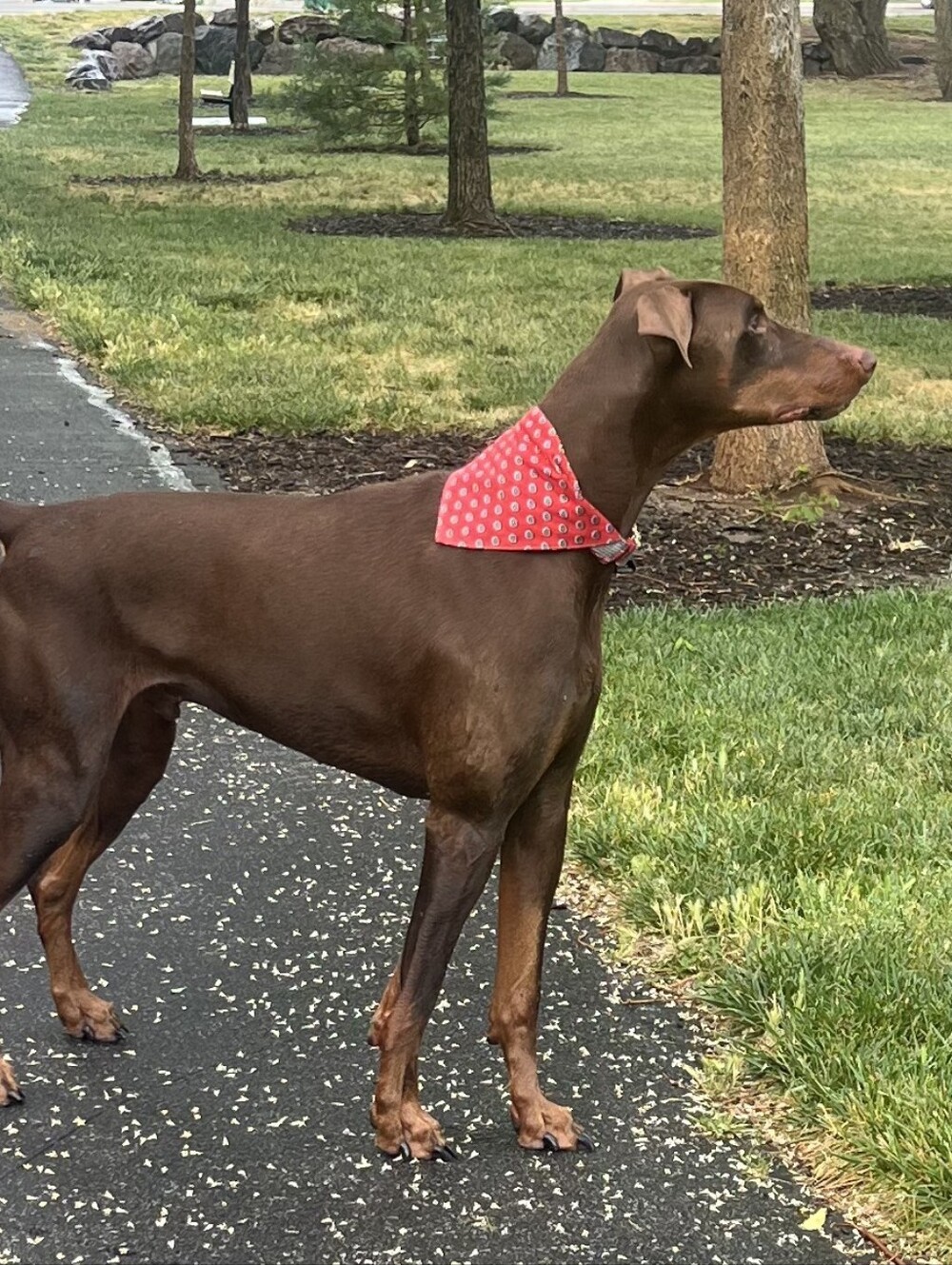 Dog Bandana. Handsewn With Elastic To Fit Over Dog's Head. Custom Colors - Picture 4 of 8